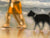 Couple Walking Dog